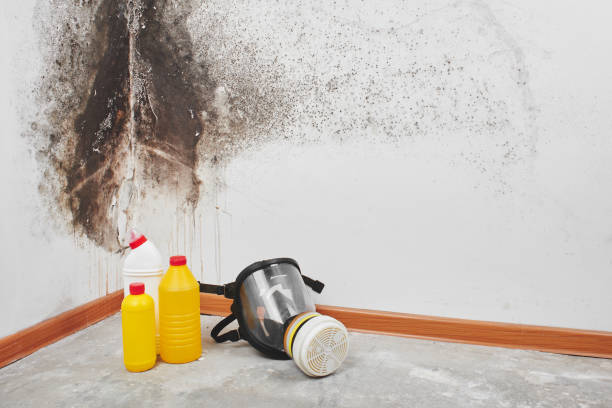 Best Fast Mold Removal  in Lacon, IL