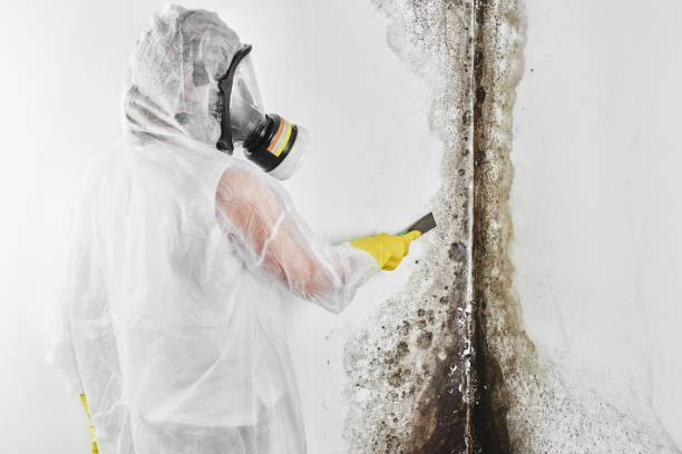 Best Attic Mold Removal  in Lacon, IL