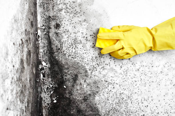 Best Professional Mold Removal  in Lacon, IL