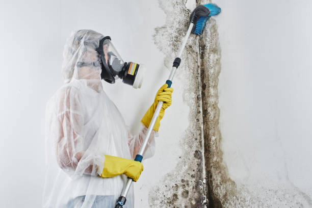 Best Office Mold Removal Services  in Lacon, IL