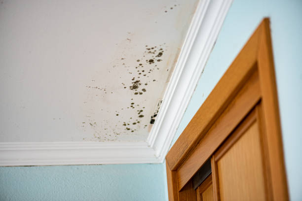 Best Black Mold Removal  in Lacon, IL