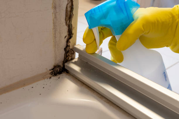 Best Residential Mold Removal  in Lacon, IL