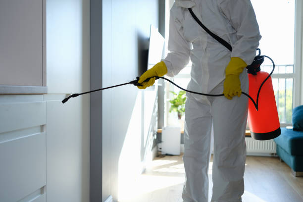 Best Toxic Mold Removal  in Lacon, IL