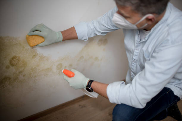 Professional Mold Removal in Lacon, IL