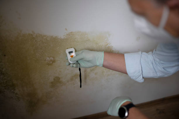 Best Mold Testing  in Lacon, IL