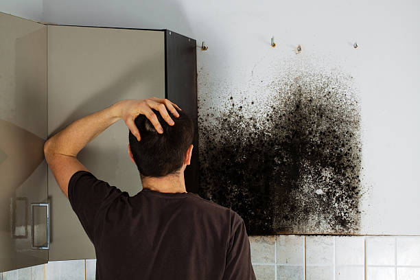 Best Mold Remediation  in Lacon, IL