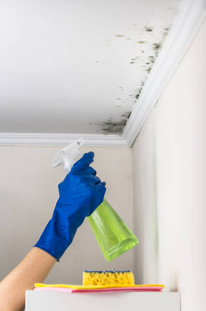 Best Mold Damage Repair  in Lacon, IL