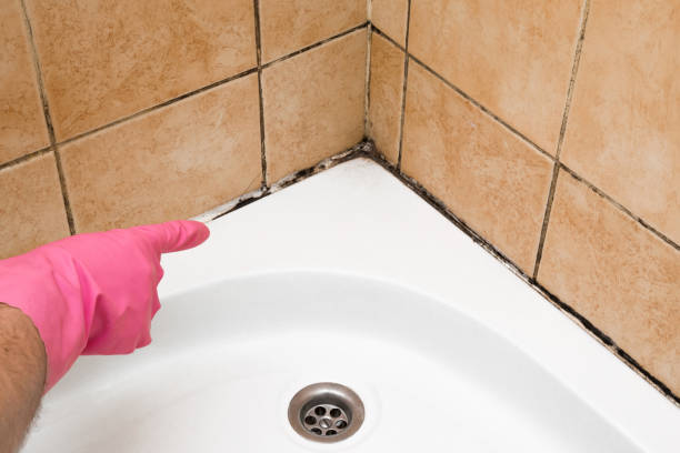 Best Crawl Space Mold Removal  in Lacon, IL