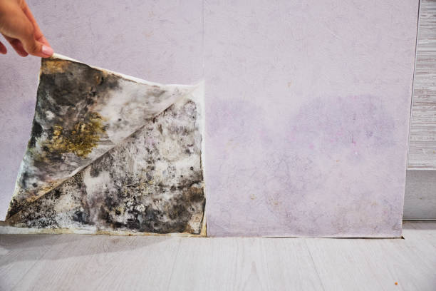 Best Certified Mold Removal  in Lacon, IL